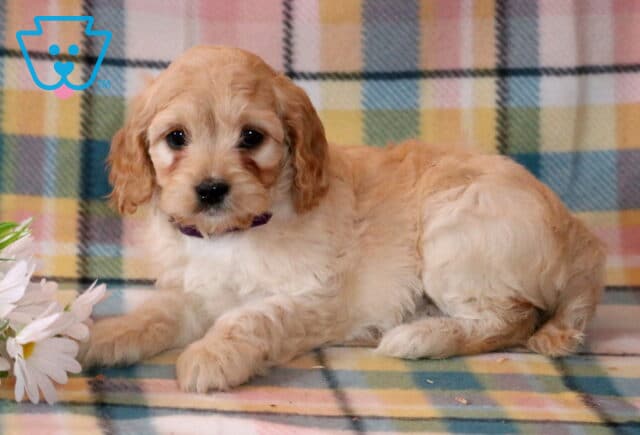 Nala Cavapoo2 image