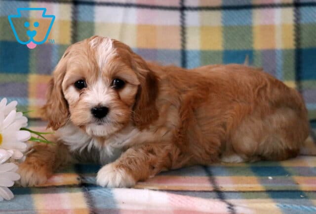 Navy Cavapoo image