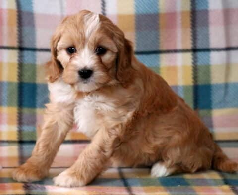 Navy Cavapoo2