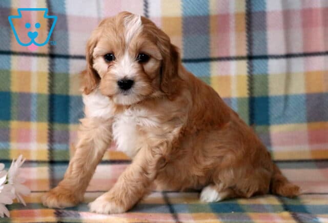 Navy Cavapoo2 image