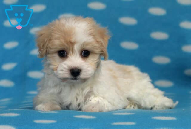 Nevon Havanese image