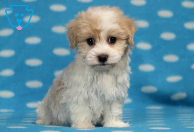 Nevon Havanese2 image