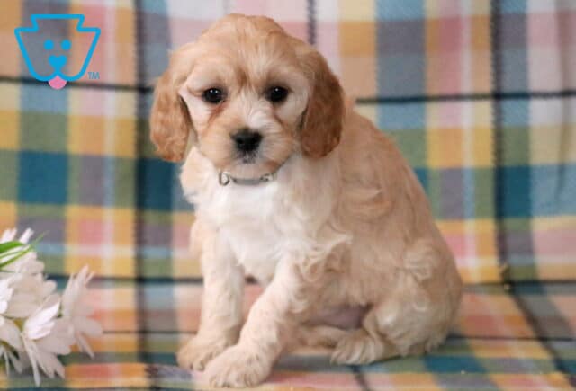 Nikki Cavapoo image