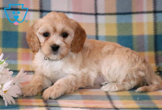Nikki Cavapoo2 image