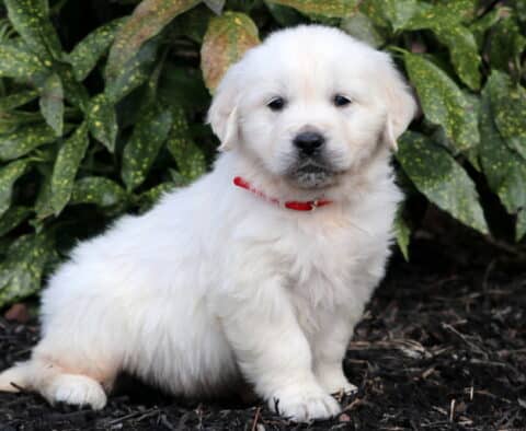 Panda Eng Cream Golden