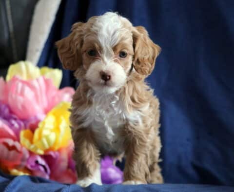 Peanut Cockapoo