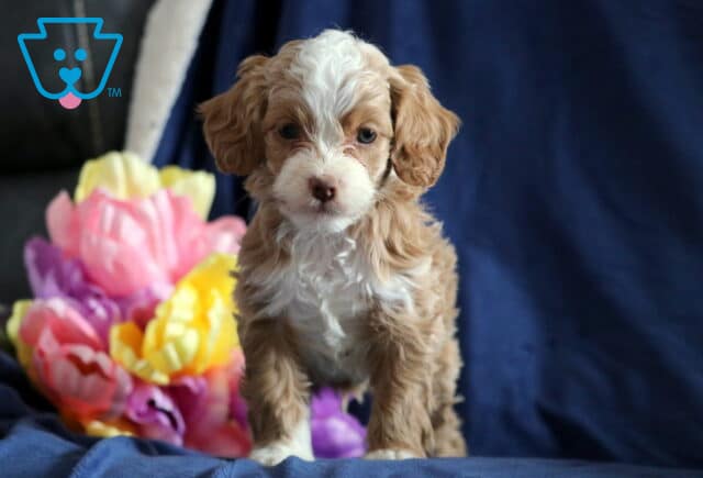 Peanut Cockapoo image