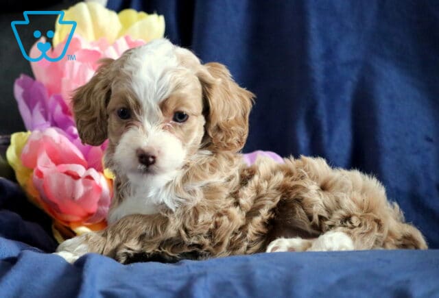 Peanut Cockapoo2 image