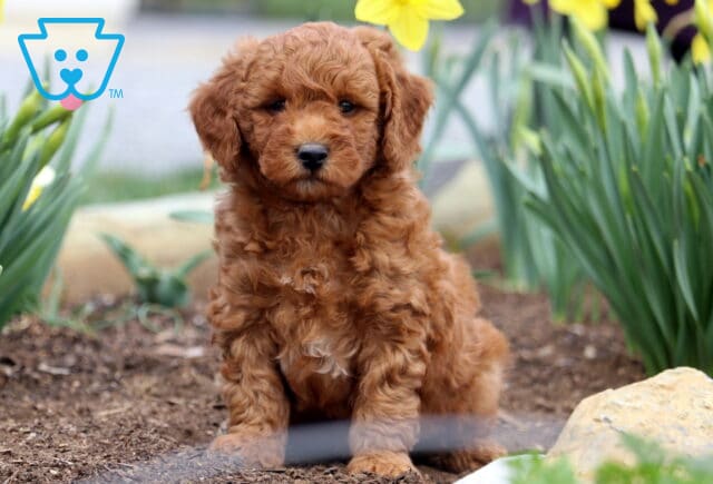 Peanut Mini Goldendoodle image