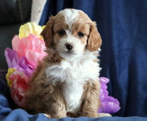 Penelope Cockapoo