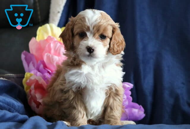 Penelope Cockapoo image