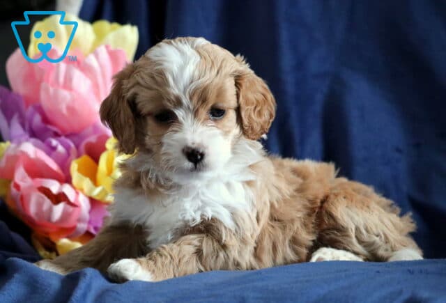 Penelope Cockapoo2 image
