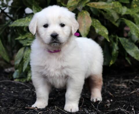Penny Eng Cream Golden
