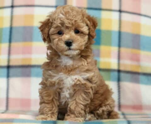Pepper Bichpoo