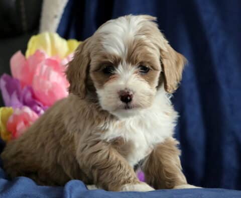 Percy Cockapoo2