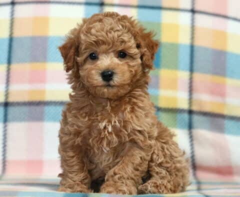 Phoenix Bichpoo2