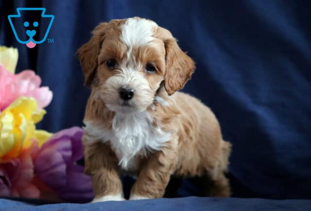 Pongo Cockapoo image