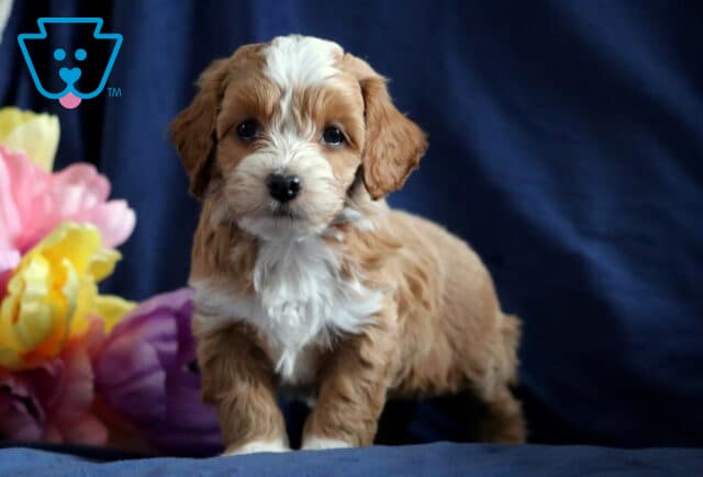 Pongo Cockapoo2 image