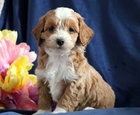 Pongo Cockapoo3