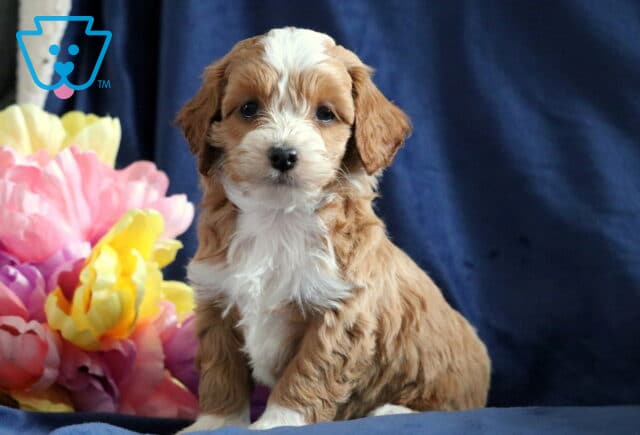 Pongo Cockapoo3 image