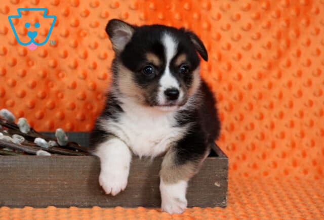 Pongo Corgi image