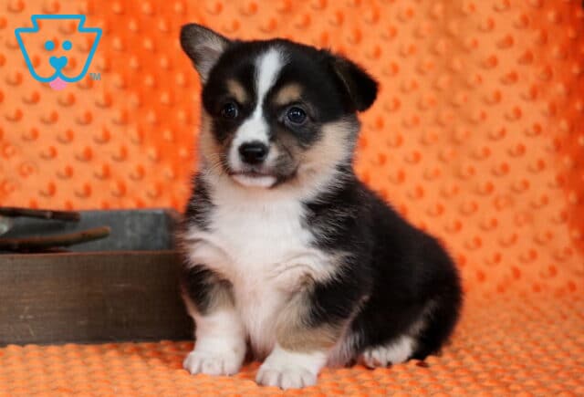 Pongo Corgi2 image