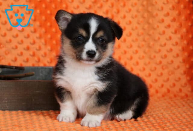 Pongo Corgi3 image