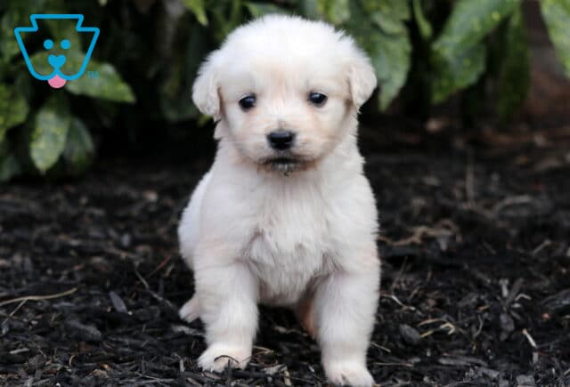 Precious Eng Cream Golden2 image