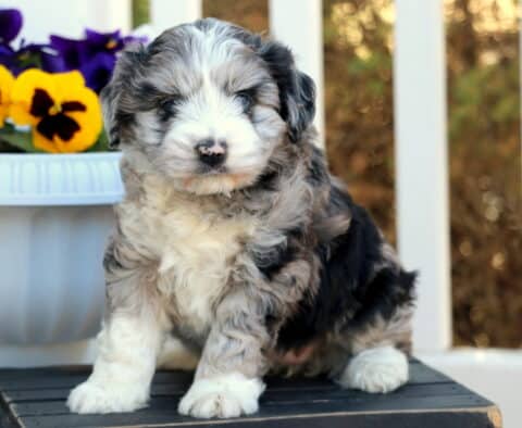Precious Mini Aussiedoodle3