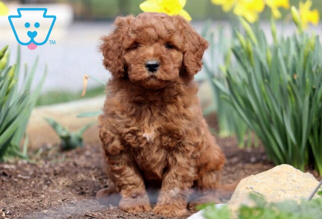 Pumpkin Mini Goldendoodle image