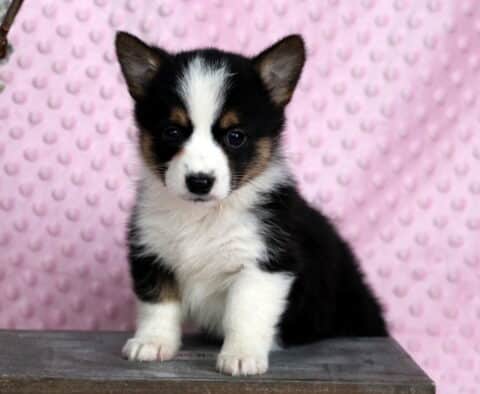 Pupcake Corgi