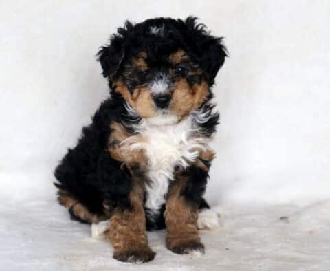 Pupcake Mini Bernedoodle