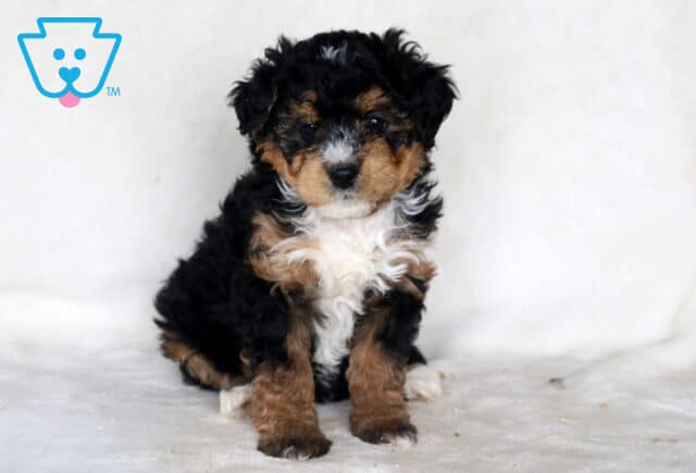 Pupcake Mini Bernedoodle image