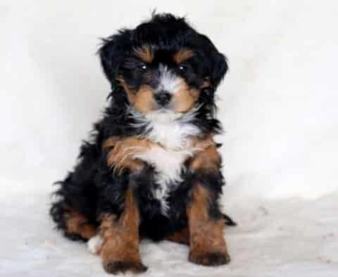 Purdy Mini Bernedoodle