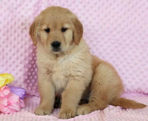 Rainy Golden2