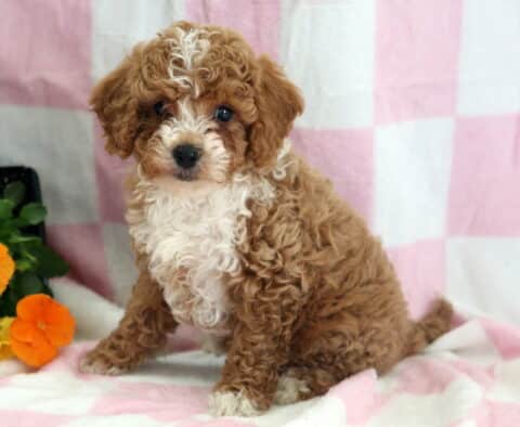 Reece Cavapoo