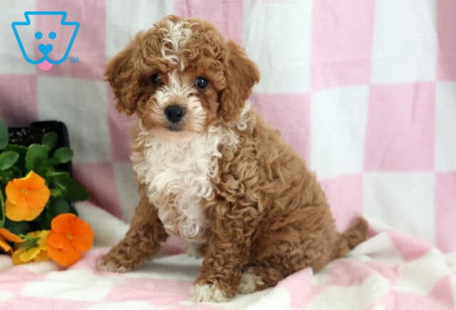 Reece Cavapoo image