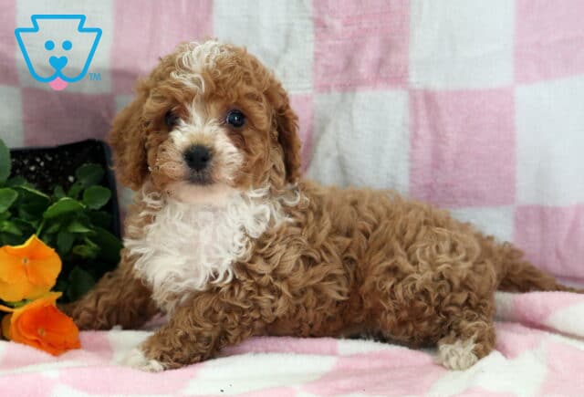 Reece Cavapoo2 image