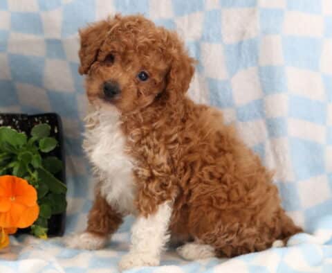 Reggie Cavapoo2