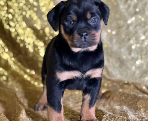 Renee Mini Rottweiler