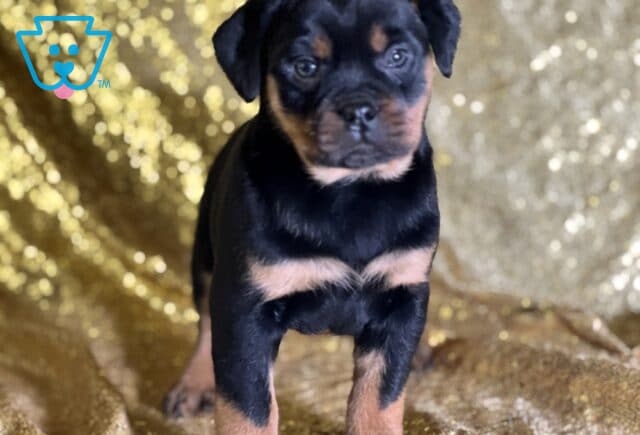 Renee Mini Rottweiler image