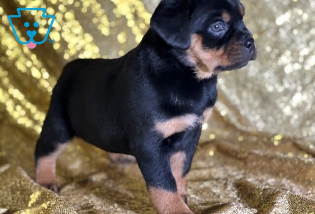 Renee Mini Rottweiler2 image