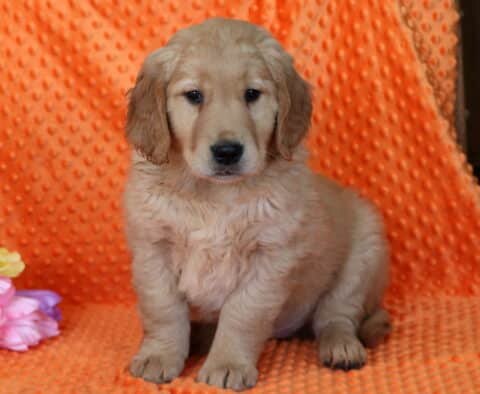 Ringo Golden