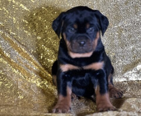 Rocco Mini Rottweiler