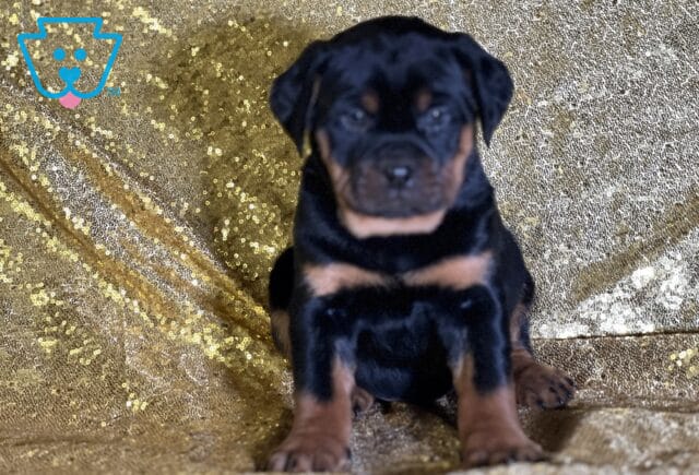 Rocco Mini Rottweiler image