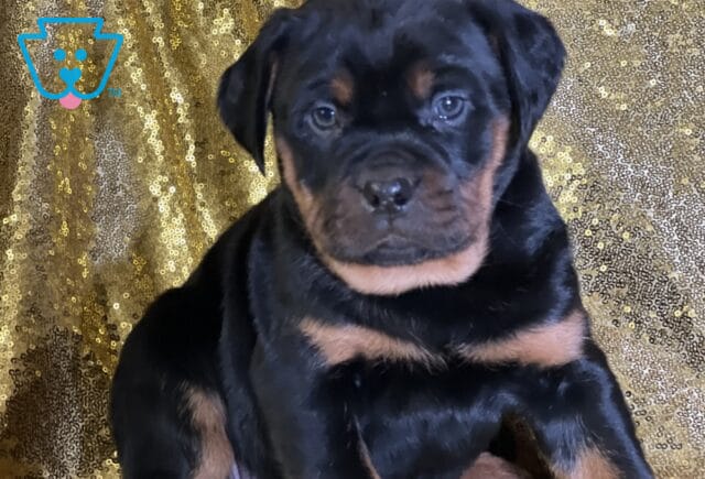 Rocco Mini Rottweiler2 image