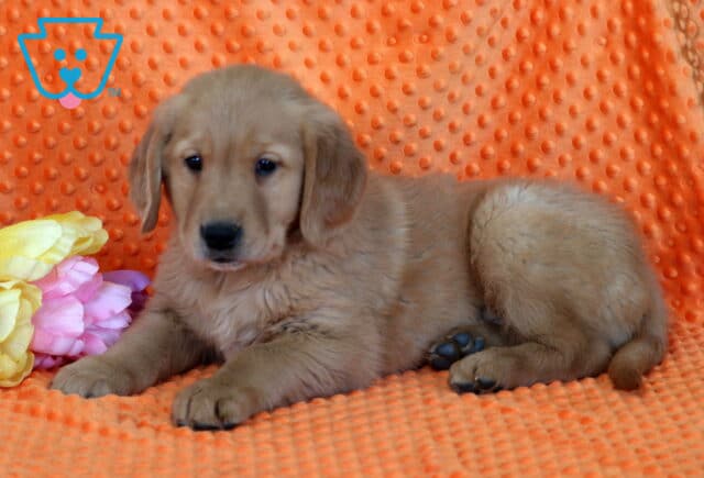 Rolo Golden image