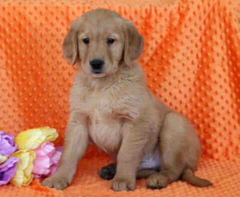 Rolo Golden2