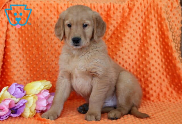 Rolo Golden2 image
