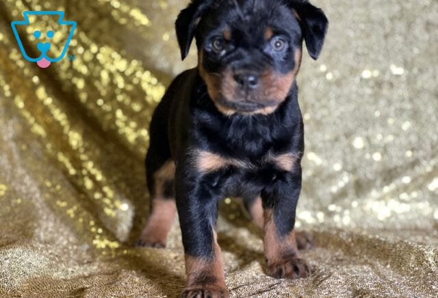 Rupert Mini Rottweiler image